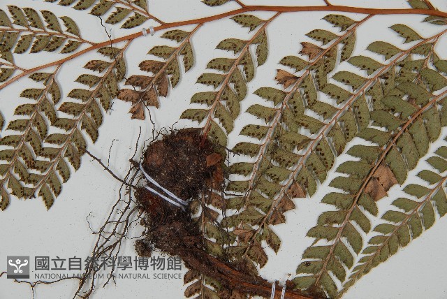屋久複葉耳蕨藏品圖，第3張