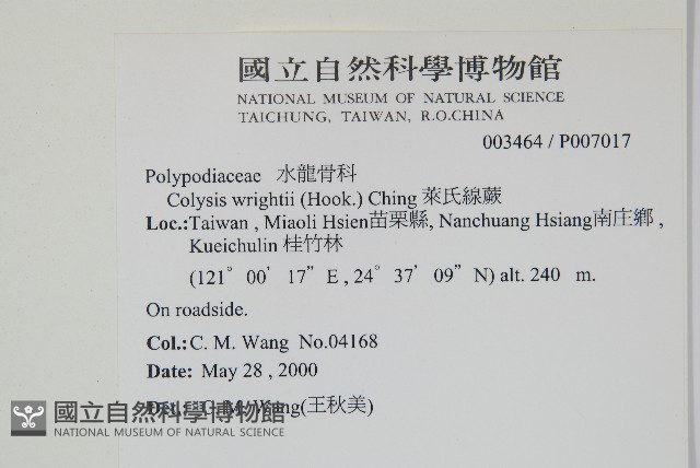 萊氏線蕨藏品圖，第2張