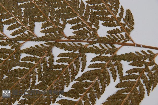 粗毛鱗蓋蕨藏品圖，第3張