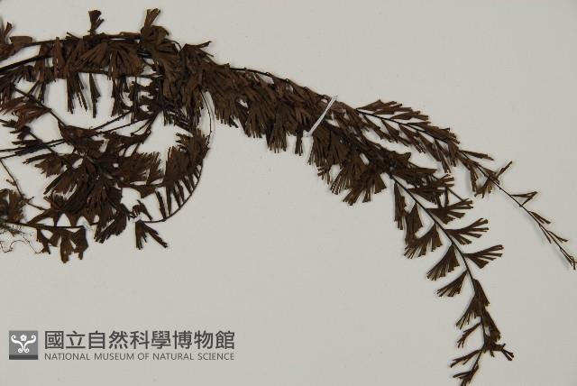鞭葉鐵線蕨藏品圖，第3張