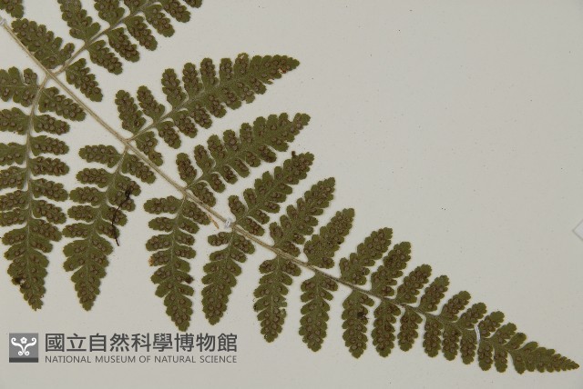 腫足蕨藏品圖，第3張