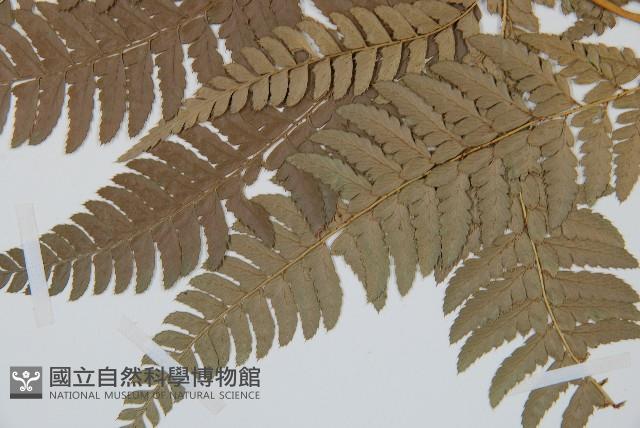 細葉複葉耳蕨藏品圖，第3張