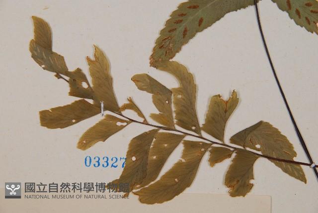 單邊鐵角蕨藏品圖，第3張