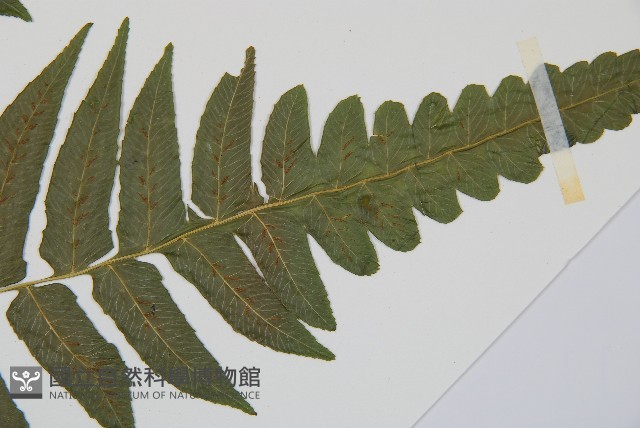 毛柄短腸蕨藏品圖，第3張