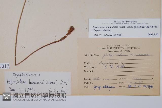 斜方複葉耳蕨藏品圖，第2張