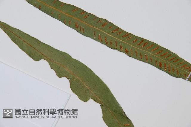單葉雙蓋蕨藏品圖，第6張