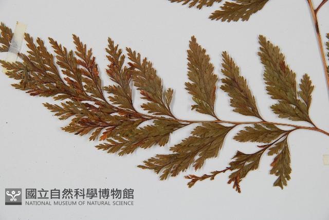 海州骨碎補藏品圖，第3張