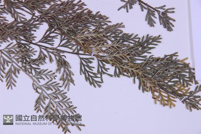 長生鐵角蕨藏品圖，第3張