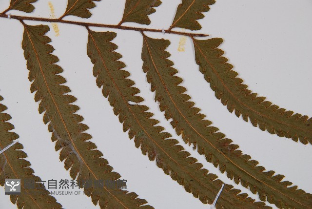 邊緣鱗蓋蕨藏品圖，第3張