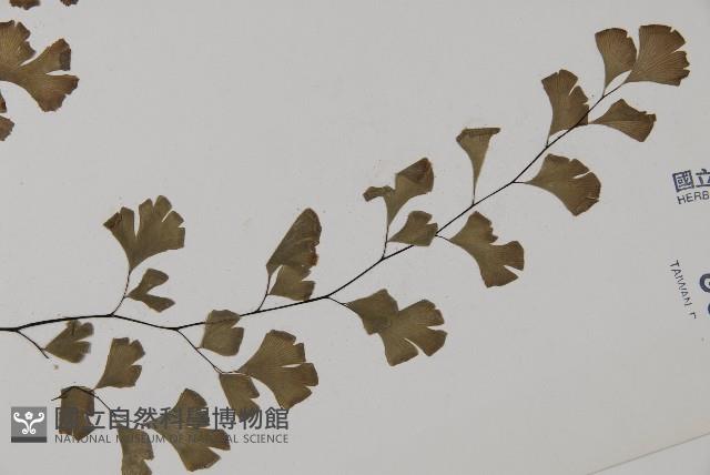 鐵線蕨藏品圖，第3張