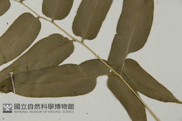 華鳳丫蕨藏品圖，第3張