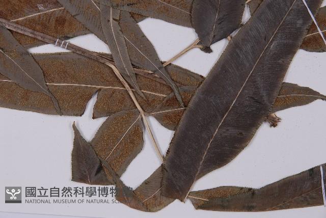 華鳳丫蕨藏品圖，第6張