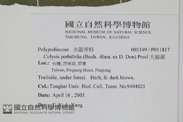 大線蕨藏品圖，第2張