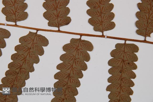毛柄短腸蕨藏品圖，第3張