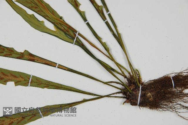 劍葉鐵角蕨、箭葉鐵角蕨藏品圖，第3張