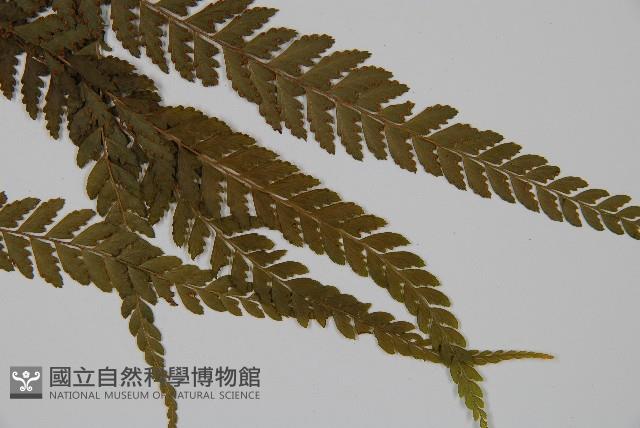 粗毛鱗蓋蕨藏品圖，第3張