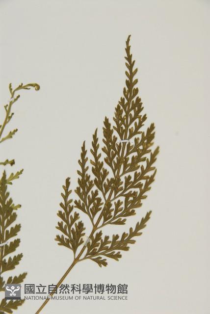 骨碎補鐵角蕨藏品圖，第3張