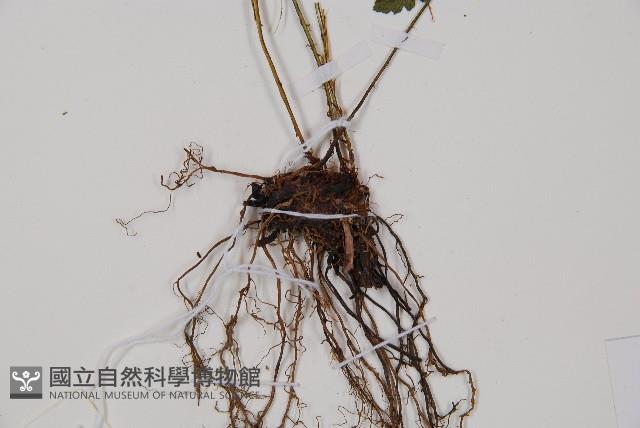 密腺蹄蓋蕨藏品圖，第3張