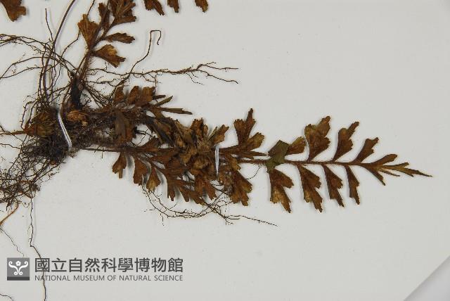 毛軸鐵角蕨藏品圖，第3張