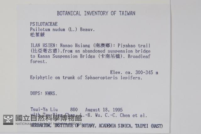 松葉蕨藏品圖，第2張