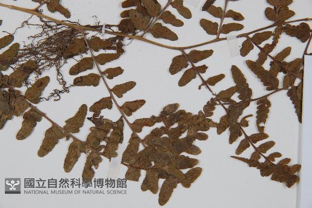 華中蹄蓋蕨藏品圖，第3張
