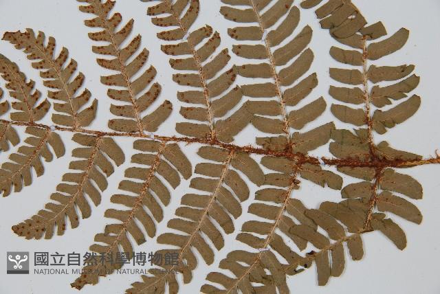闊鱗鱗毛蕨藏品圖，第3張