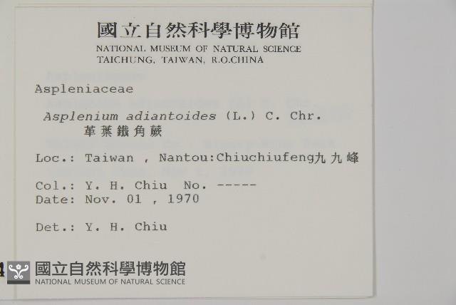 革葉鐵角蕨藏品圖，第2張