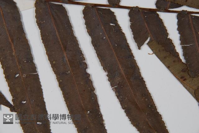 圓齒擬貫眾藏品圖，第3張