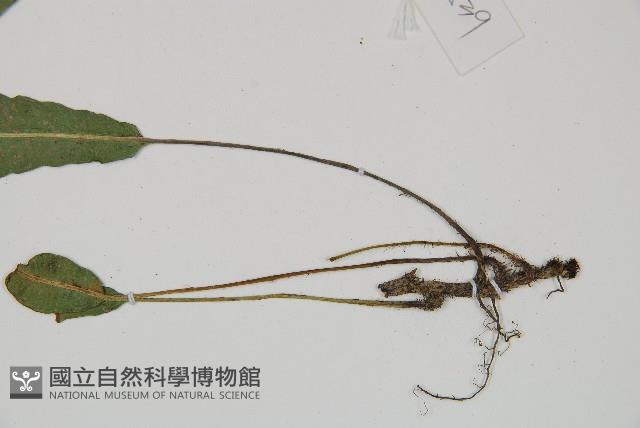 單葉雙蓋蕨藏品圖，第3張