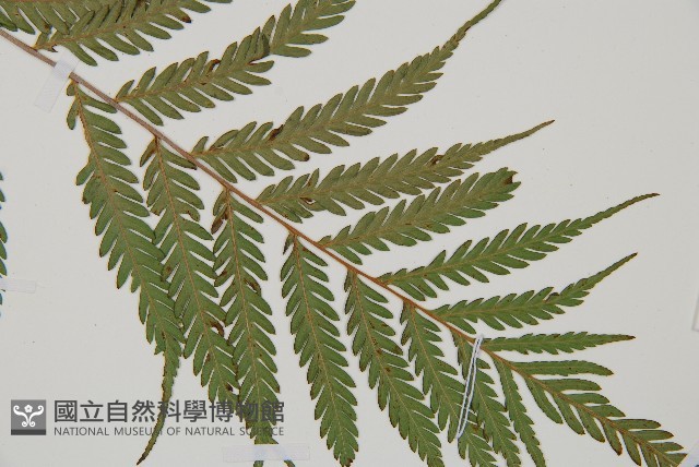 登錄號:P010757藏品圖，第3張