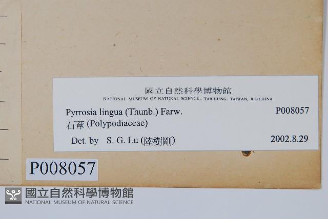 石葦藏品圖，第2張