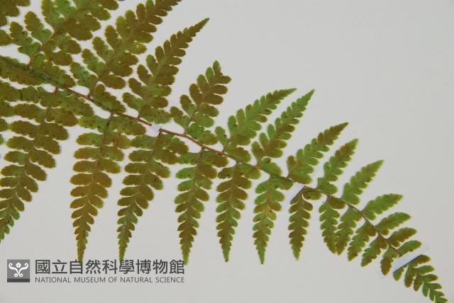 熱帶鱗蓋蕨藏品圖，第3張