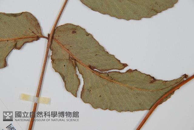 細齒貫眾蕨藏品圖，第3張