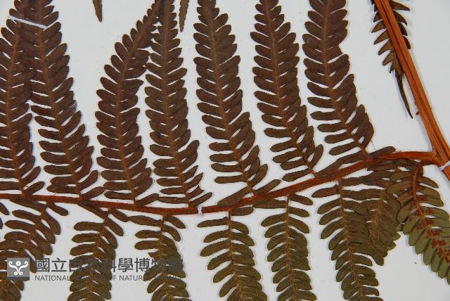 登錄號:P010057藏品圖，第3張