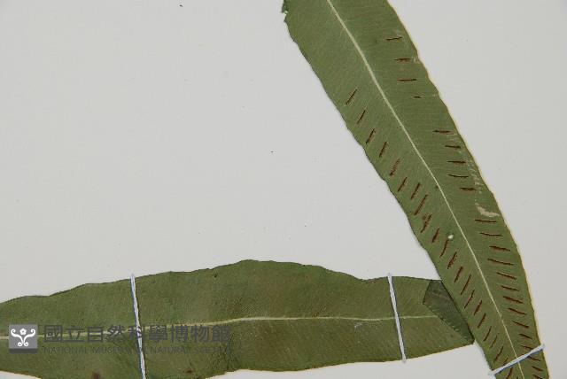 單葉雙蓋蕨藏品圖，第3張