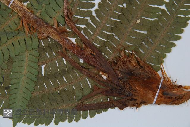 綿馬鱗毛蕨藏品圖，第3張