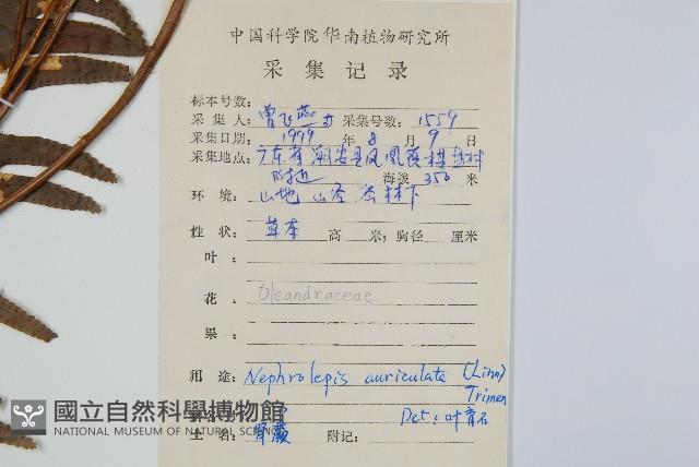 腎蕨藏品圖，第2張