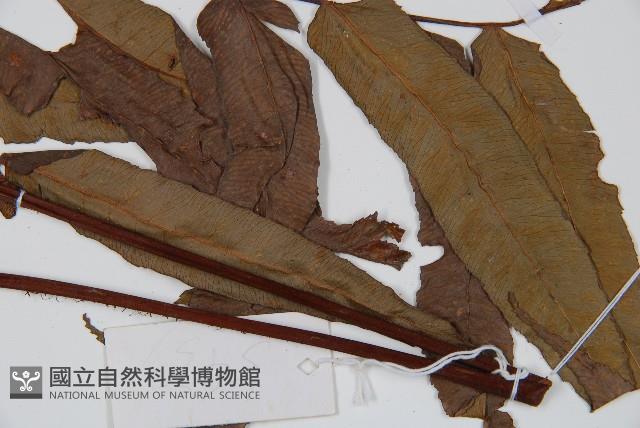 黑桫蕨藏品圖，第3張