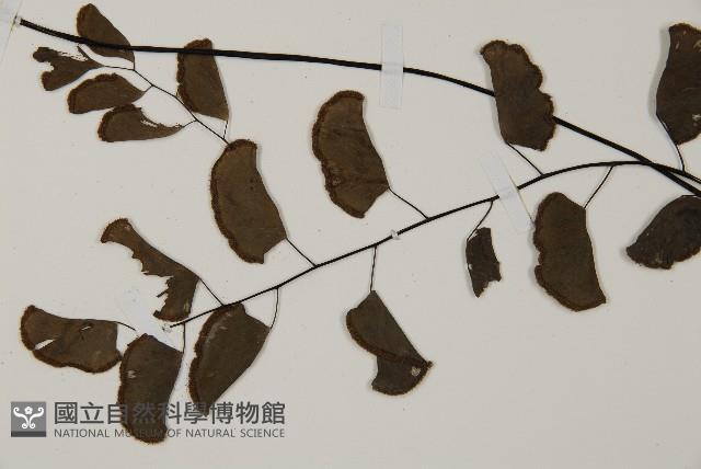 半月形鐵線蕨藏品圖，第3張