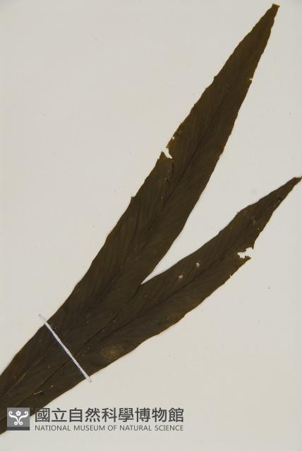 劍葉鐵角蕨、箭葉鐵角蕨藏品圖，第3張