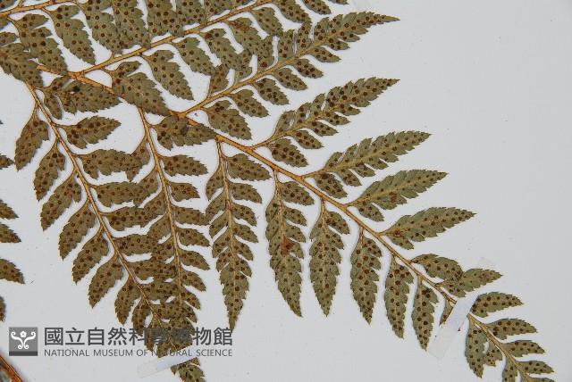 細葉複葉耳蕨藏品圖，第3張