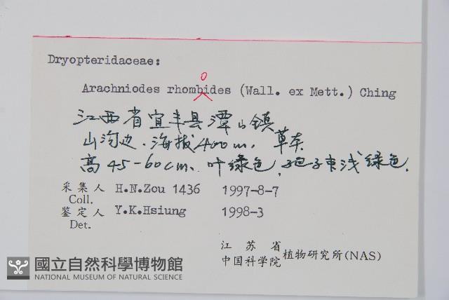 斜方複葉耳蕨藏品圖，第2張