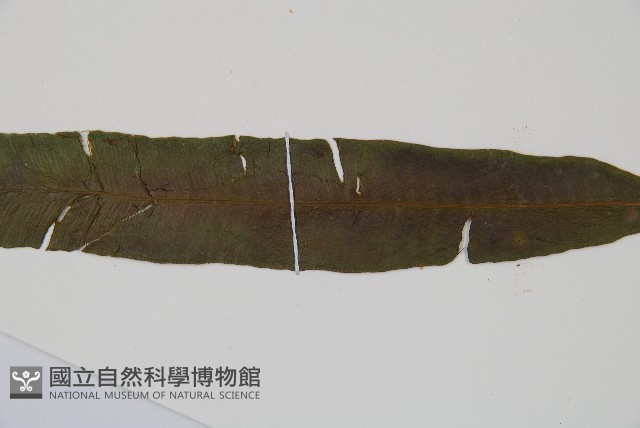 單葉雙蓋蕨藏品圖，第3張