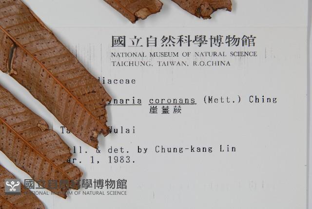 崖薑蕨藏品圖，第2張