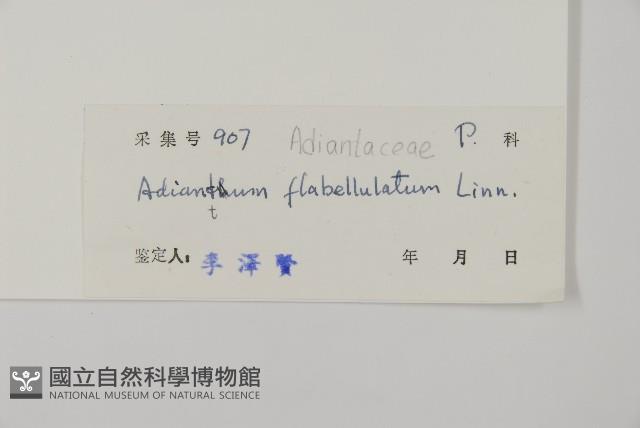 扇葉鐵線蕨藏品圖，第2張