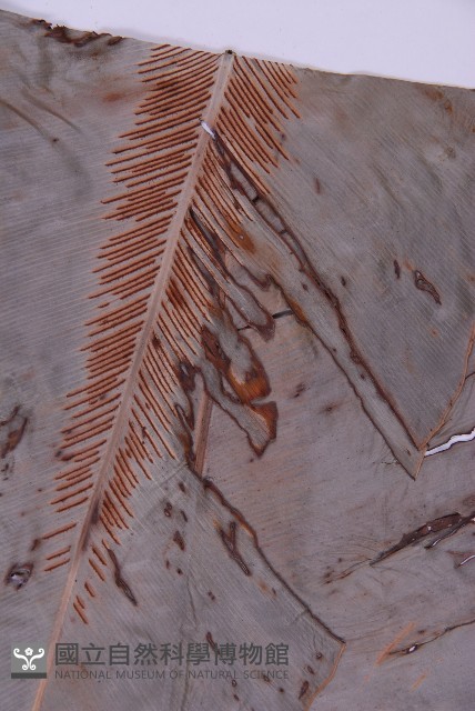 臺灣山蘇花藏品圖，第3張