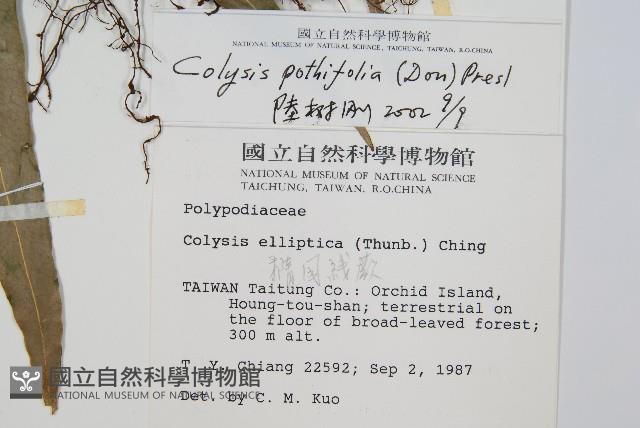 大線蕨藏品圖，第2張