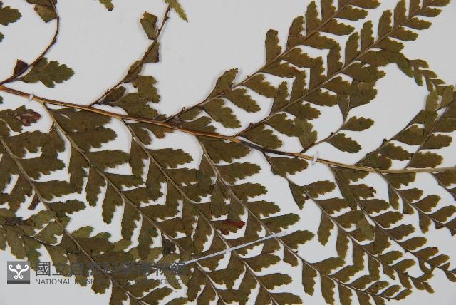 中華鱗蓋蕨藏品圖，第3張