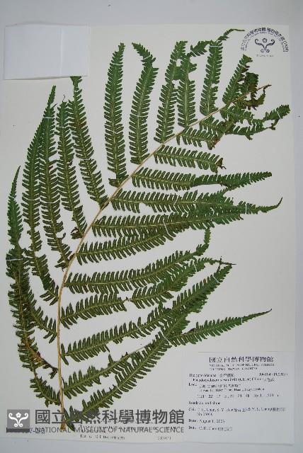 斜葉金星蕨藏品圖，第3張