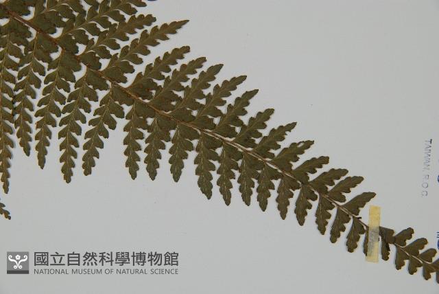 亞粗毛鱗蓋蕨藏品圖，第3張